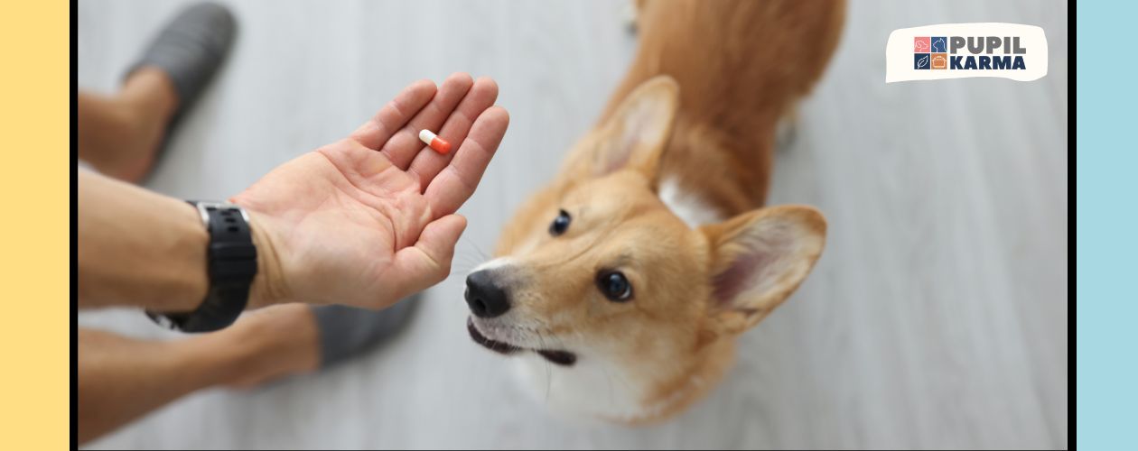 Zdjęcie dłoni, na której leży tabletka w biało-czerwonym kolorze i patrzący na nią jasny pies. Po bokach pasy żółty i turkusowy i logo pupilkarma.